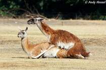 Was machen DIE denn da? Guanakos