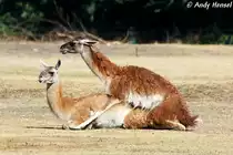 Was machen DIE denn da? Guanakos