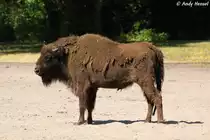Wisent