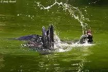 S�dafrikanischer Seeb�r