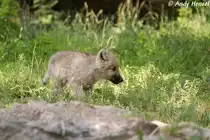 Polarwolf-Welpe (geb.30.04.2010)