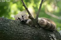 Nasenbär