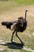 Afrikanischer Strauss