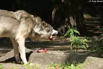 Wolf (Eurasischer Wolf)