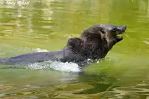 S�dafrikanischer Seeb�r