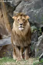Afrikanischer Löwe