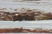 Moschusochsen im Dovrefjell; 05.10.2009