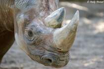 Kopf eines Spitzmaulnashorns