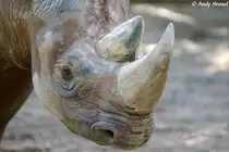 Kopf eines Spitzmaulnashorns