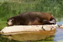 Kalifornischer Seel�we