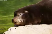 Kalifornischer Seel�we