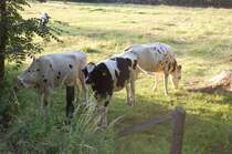 Whrend ich meine Brillenglser der Fahrradbrille wechselte, bekam ich pltzlich  Damen  besuch, in  Form dieser drei Rinder. Erst wurde ich neugierig berachtet ob meines tuens, aber als ich die Kamera zckte heuchelten die Viehcher Desinteresse. 8.7.2010