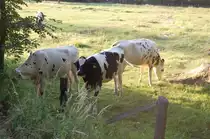 W�hrend ich meine Brillengl�ser der Fahrradbrille wechselte, bekam ich pl�tzlich  Damen  besuch, in  Form dieser drei Rinder. Erst wurde ich neugierig berachtet ob meines tuens, aber als ich die Kamera z�ckte heuchelten die Viehcher Desinteresse. 8.7.2010