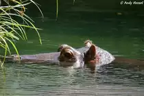 Kopf eines Flusspferds