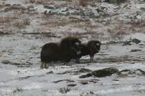 Moschusochsen sind die Begr�nder der  Vorkuhila . Die K�lber haben aber im Gegensatz zu den Alttieren noch eine poppige Frisur; 01.10.2009