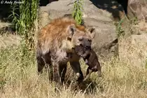  T�pfelhy�nen-Taxi 