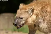 Kopf einer T�pfelhy�ne