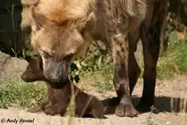 Sieht gef�hrlicher aus, als es ist. T�pfelhy�ne beim der Aufnahme des Nachkommen.