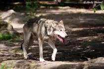 Wolf (Eurasischer Wolf - Europa, Skandinavien, Russland, China, Mongolei, Himalaya)