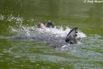 S�dafrikanischer Seeb�r