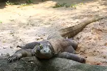 Komodowaran im Singapore Zoo am 11.Mai 2010.