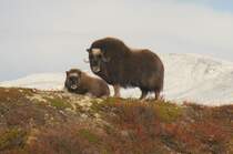  Was ist das nur f�r ein komische Typ?!  Der guckt immer durch so ein Rohr!  Moschusochsen im Dovrefjell, 02.10.2009