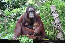 Orang Utans im Singapore Zoo am 11.Mai 2010.