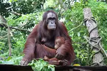 Orang Utans im Singapore Zoo am 11.Mai 2010.