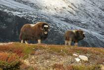 Moschusochsen sind die Begr�nder der  Vorkuhila . Die K�lber haben aber im Gegensatz zu den Alttieren noch eine poppige Frisur; 02.10.2009