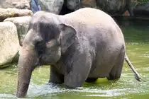 Asiatischer Elefant im Singapore Zoo am 11.Mai 2010.