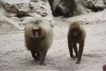 Hamadryas Baboon (Papio hamadryas), auf deutsch als Mantelpavian bezeichnet im Singapore Zoo am 11.Mai 2010.