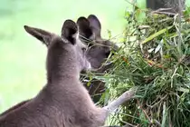 K�gurus im Singapore Zoo am 11.Mai 2010.