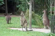 K�gurus im Singapore Zoo am 11.Mai 2010.