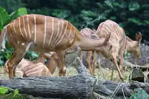 Nyala (Tragelaphus angasii) im Singapore Zoo am 11.Mai 2010.