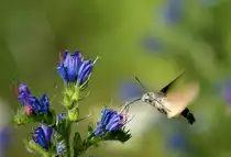 Beinahe wie bei den Menschen: das Taubenschw�nzchen nimmt in grosser Eile Nahrung auf.
(09.07.2010)