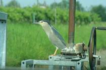 Der Wchter des Sperrwerks - Ein Fischreiher in der Poebene.