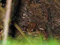 Ideal getarnt und doch konnte dieser Grasfrosch in freier Natur fotografisch erlegt werden; 14.07.2007
