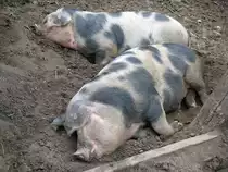  Wir brauchen jetzt unsere Ruhe ; Bunte Bentheimer Schweine im Freilichtmuseum Kiekeberg, 03.05.2009
