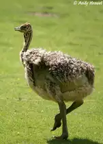 S�dafrikanisches Strau�enk�ken (geschl�pft ca. 27.05.2010 - 30.05.2010)