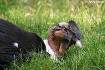 Kopf eines Andenkondor