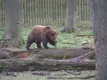 Braunb�r im Wisentgehege bei Springe.