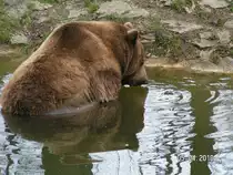 Braunb�r im Wisentgehege bei Springe.