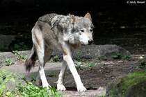 Wolf (Eurasischer Wolf)