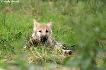 Polarwolfwelpe (geb. am 30.04.2010)