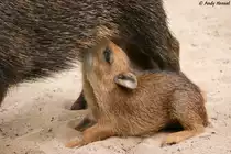 Wei�bartpekari-Nachwuchs