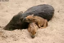 Wei�bartpekari mit Junge