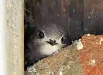 Junge Schwalbe blickt neugierig aus ihrem Nest unter dem Hausdach. Euskirchen 08.07.2010