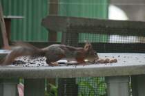  Lecker! Haseln��e aus Kampanien!...