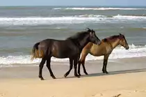 Pferde - P�rchen am 17.Mai 2008 am Hue Thuan An Beach in Vietnam.