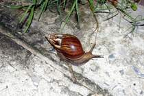 Schnecke, leider keine Art bekannt, am 15.Mai 2007 vor meinem Guesthouse in Patong/Thailand gesehen.